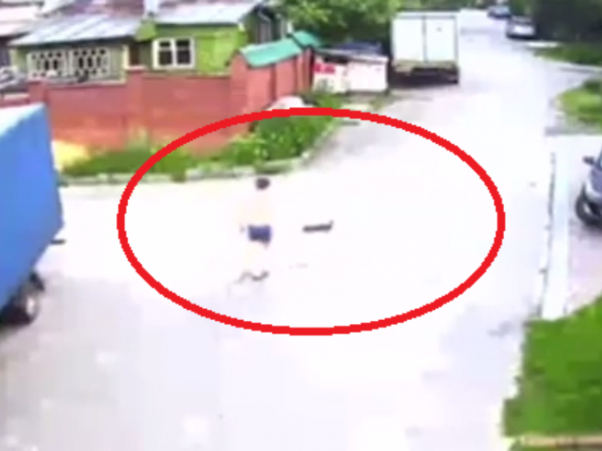 Стая собак растерзала кошку в Воронеже – опубликовано видео нападения 
