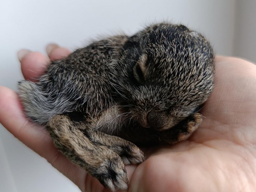 Атакованного сорокой зайчонка спасли в Воронеже 