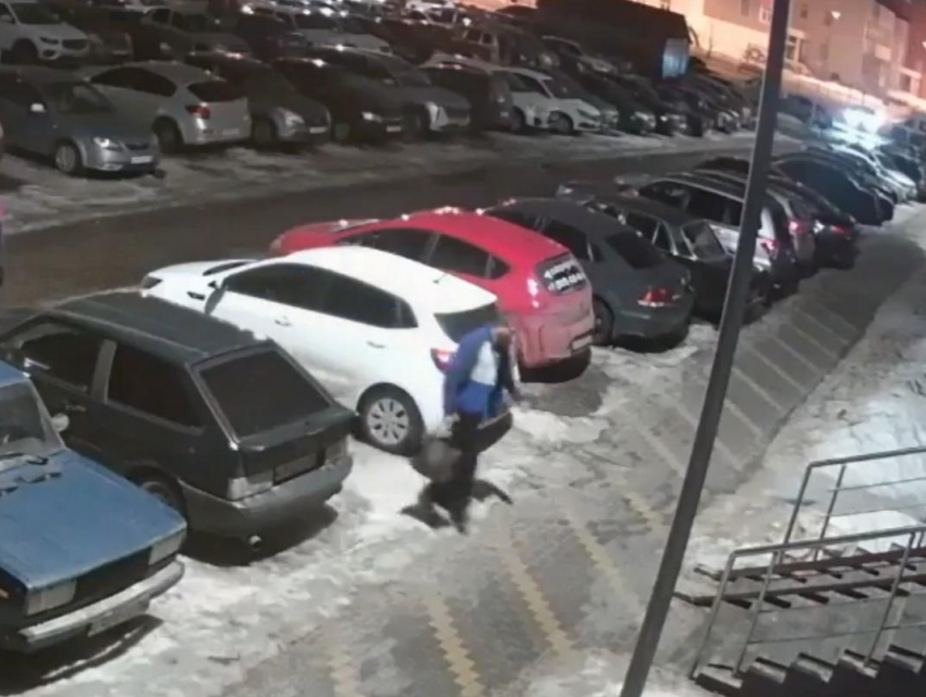 Привез и бросил на морозе: камеры сняли, как воронежец избавился от кота