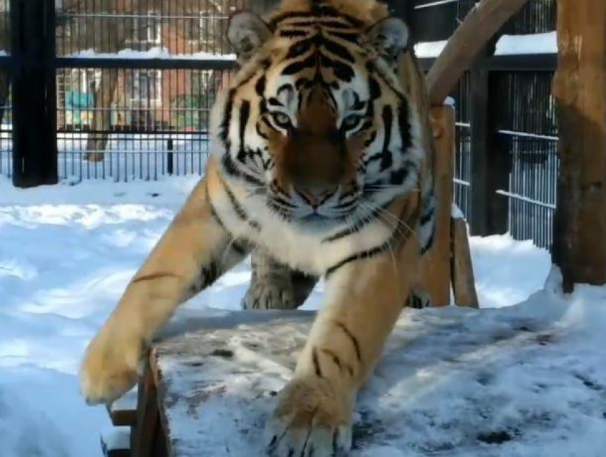 В Воронеже сняли на видео, как тигр бросился на человека с камерой