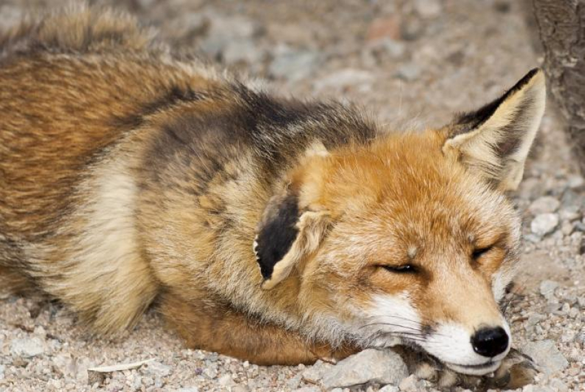 В Воронежской области дикие лисы, крысы, хорьки напали на горожан уже 60 раз