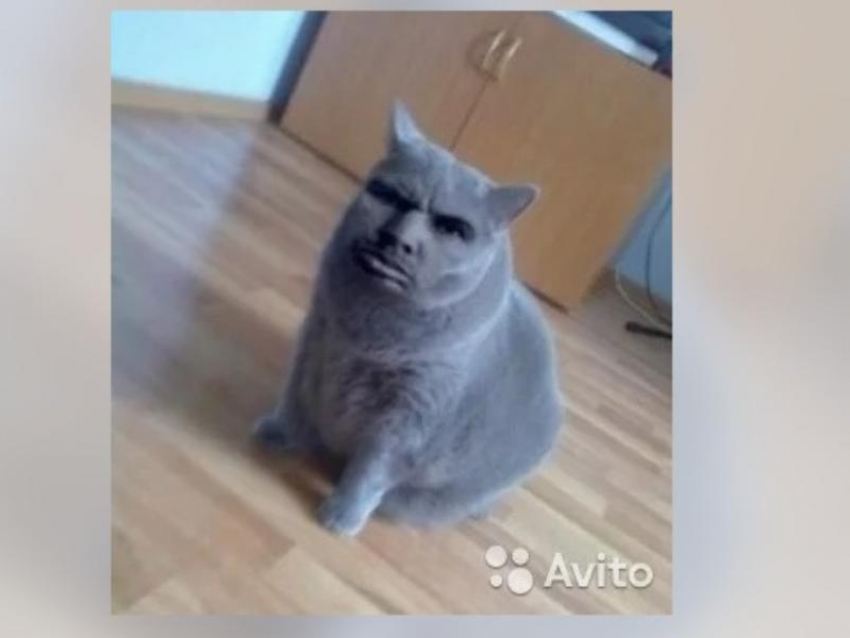 Серьезного кота-няньку продают на Avito в Воронеже