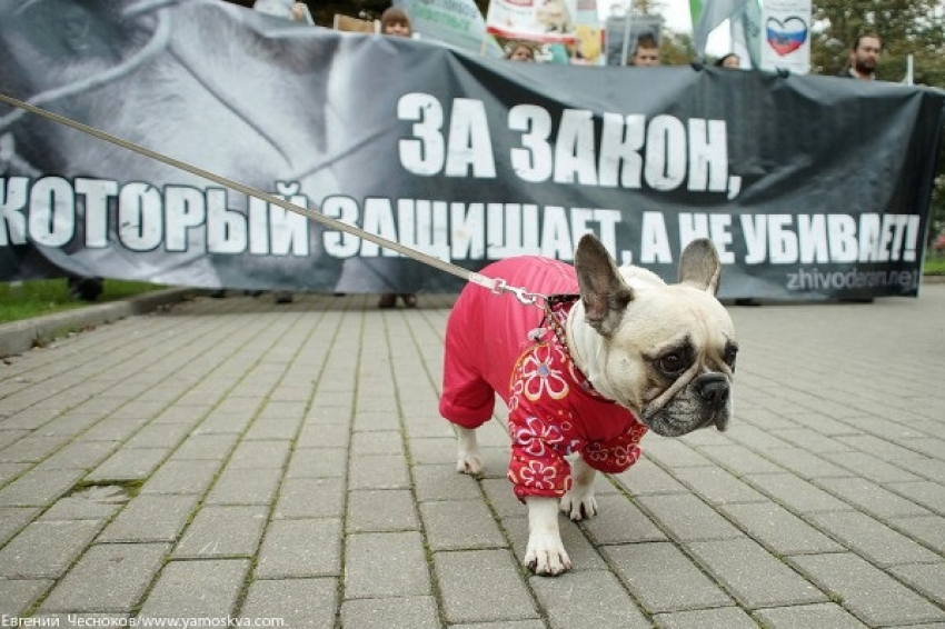 «Собачий вопрос»: Госдума готовит закон об ответственном обращении с животными