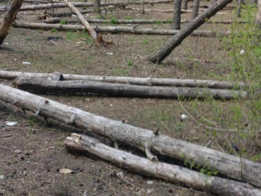 Плачевно-ужасающее состояние Северного леса наглядно показали в Воронеже