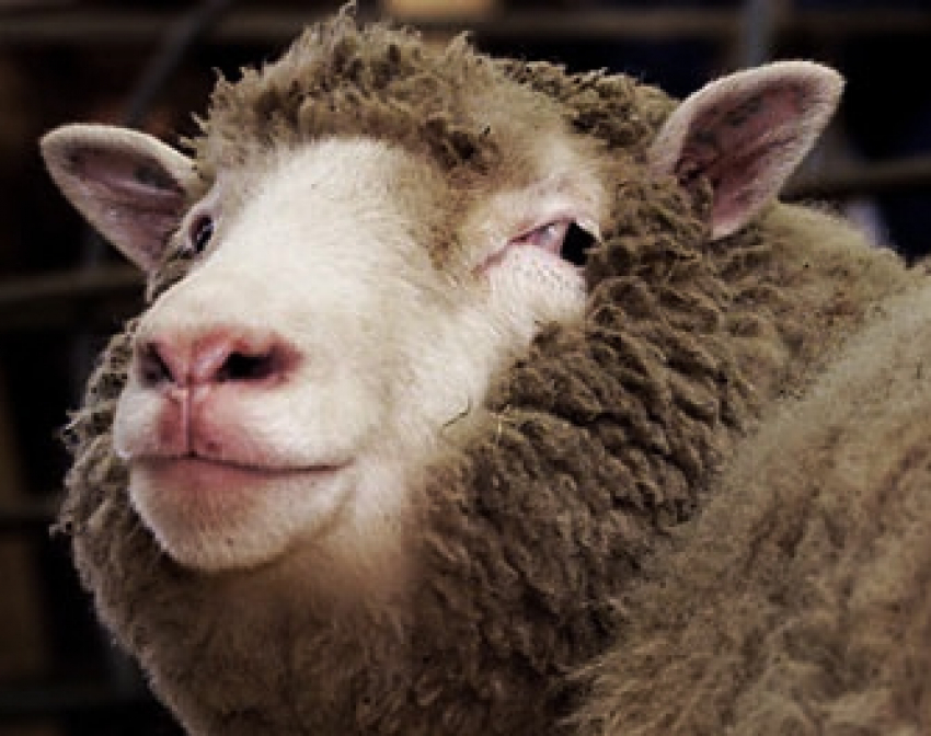 В Воронежской области бывший пастух промышлял кражей овец 