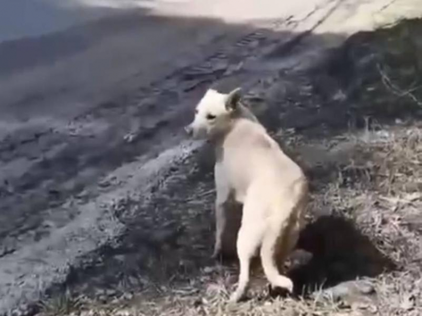 Душещипательная история со счастливым концом случилась в Воронеже