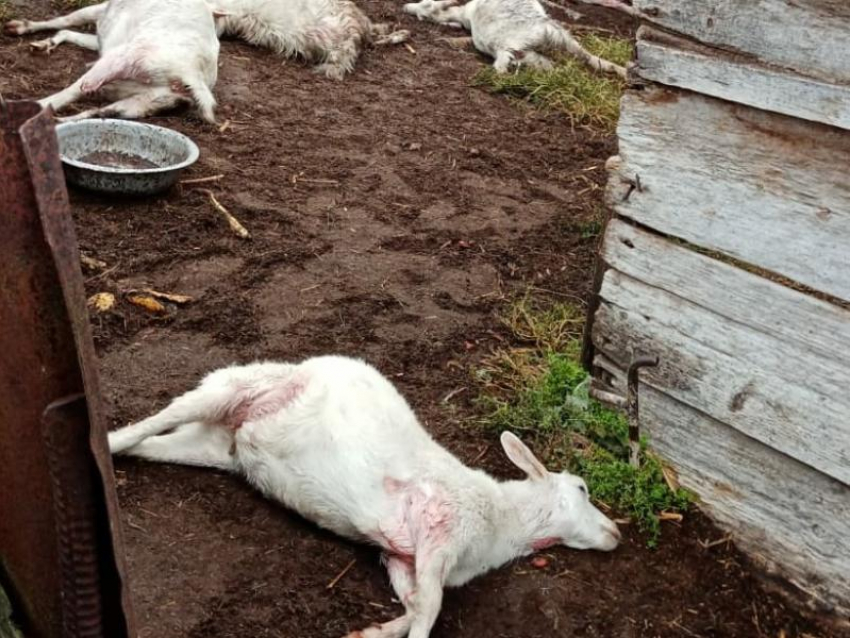 Обескровленные трупы коз со следами укусов нашли в воронежском селе