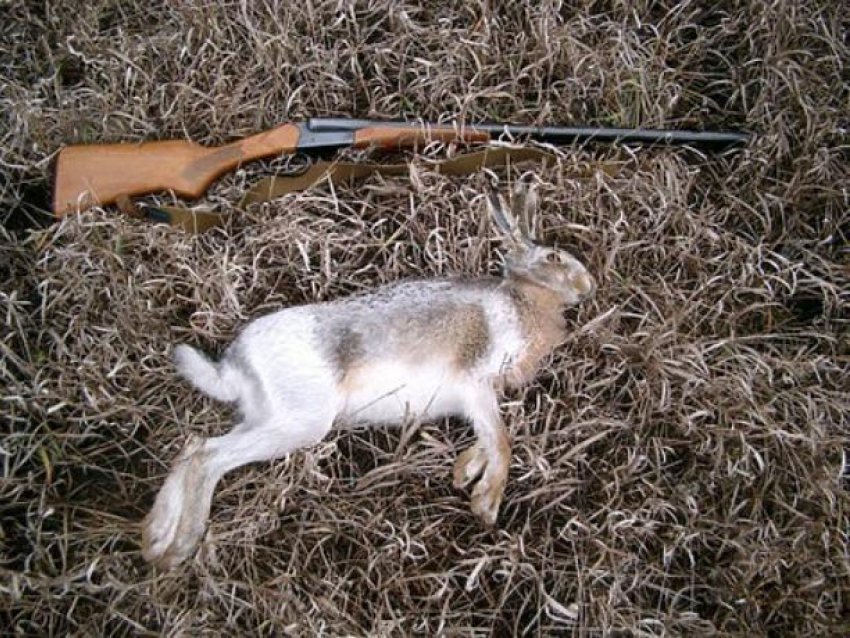 За убитого зайца воронежцу грозит штраф 200 тысяч рублей или полгода ареста