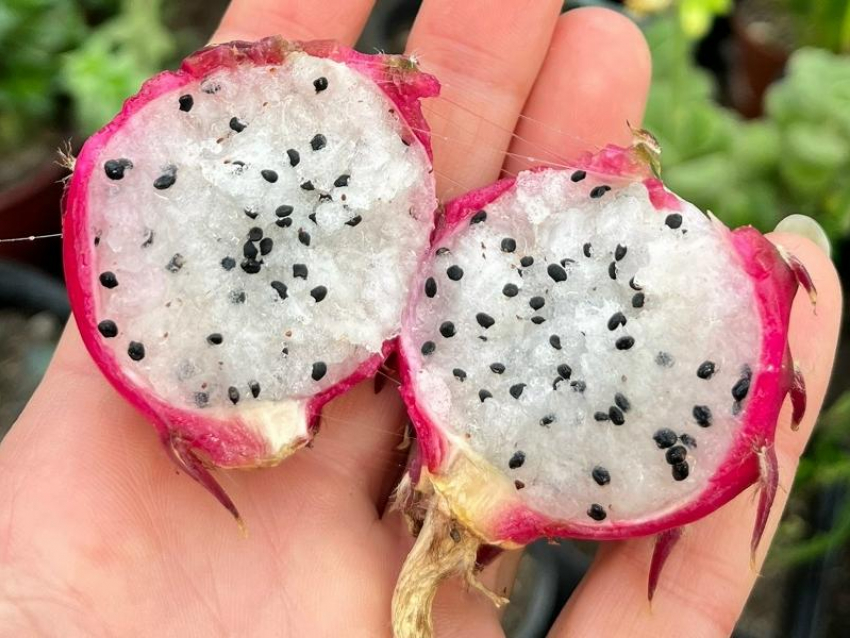 Экзотический фрукт впервые зацвел в ботаническом саду ВГУ