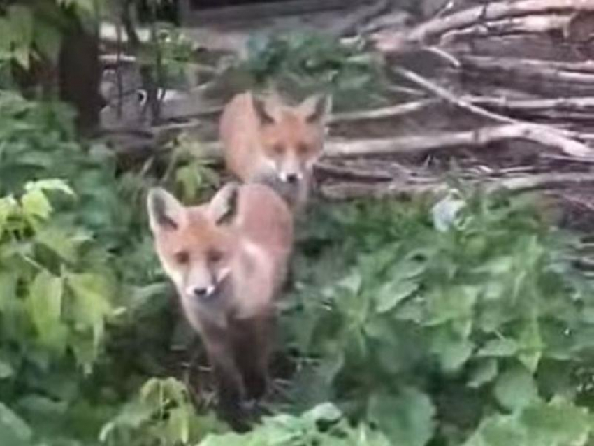 Лисья семья поселилась по соседству с людьми в воронежском селе