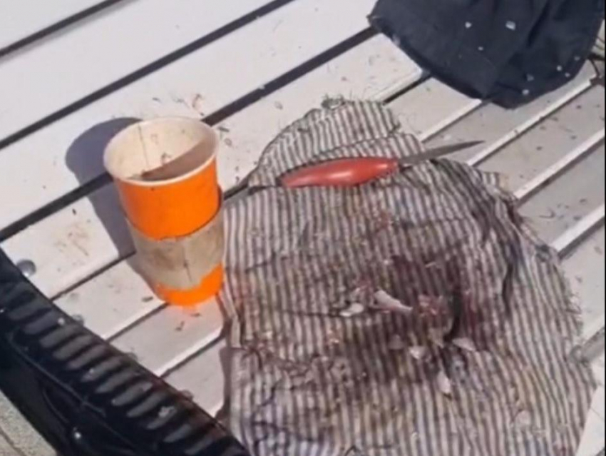 Вонь, мухи и потроха: во что превратили новую Петровскую набережную в Воронеже