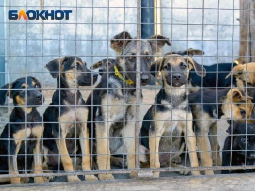 Агрессивных собак навсегда отправили в приют после жалоб воронежцев