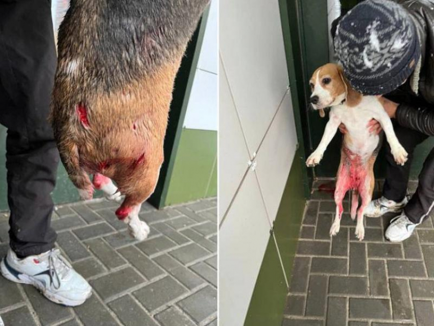 Бездомные псы растерзали собачку до крови в воронежском ЖК – опубликованы фото