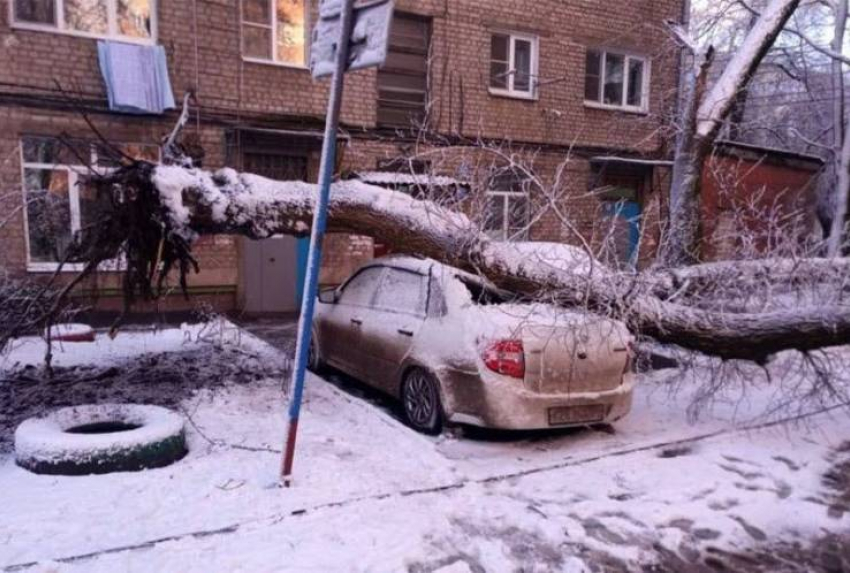 Упавшее дерево стало символом кармы за парковку в Воронеже