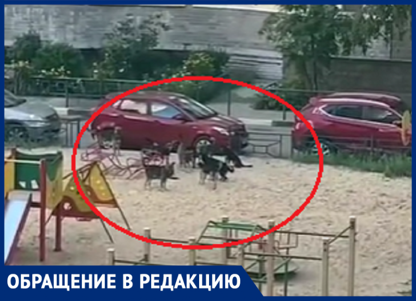 Свора собак взяла в заложники мужчину с маленьким ребенком в Воронеже