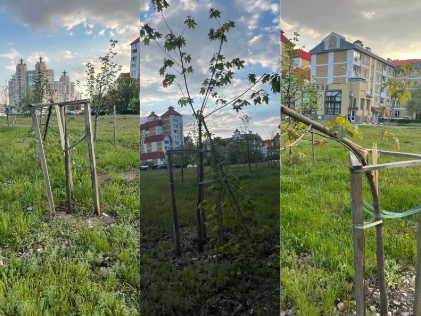 Больше пяти молодых деревьев сломали вандалы на аллее у Военного городка в Воронеже