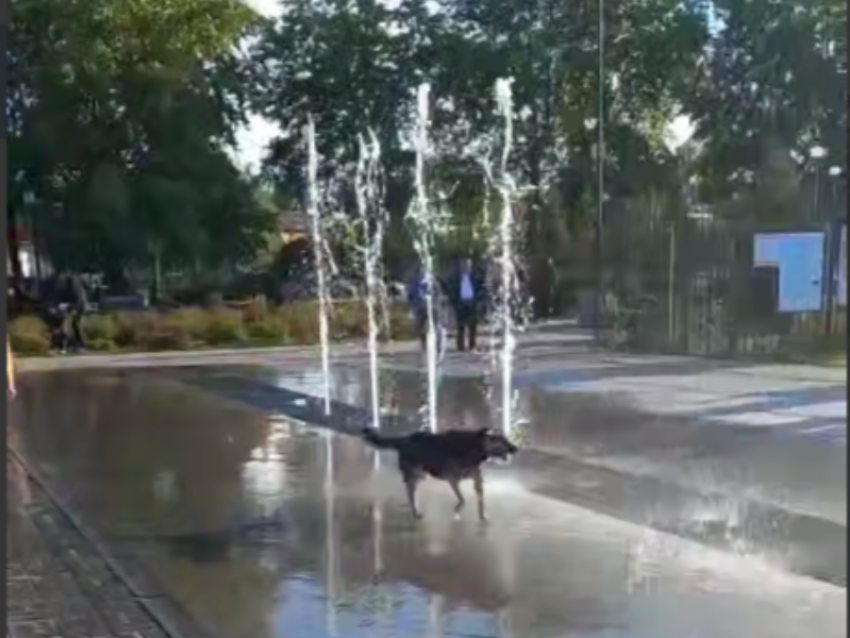 Мокрое майское счастье попало на видео в Воронеже