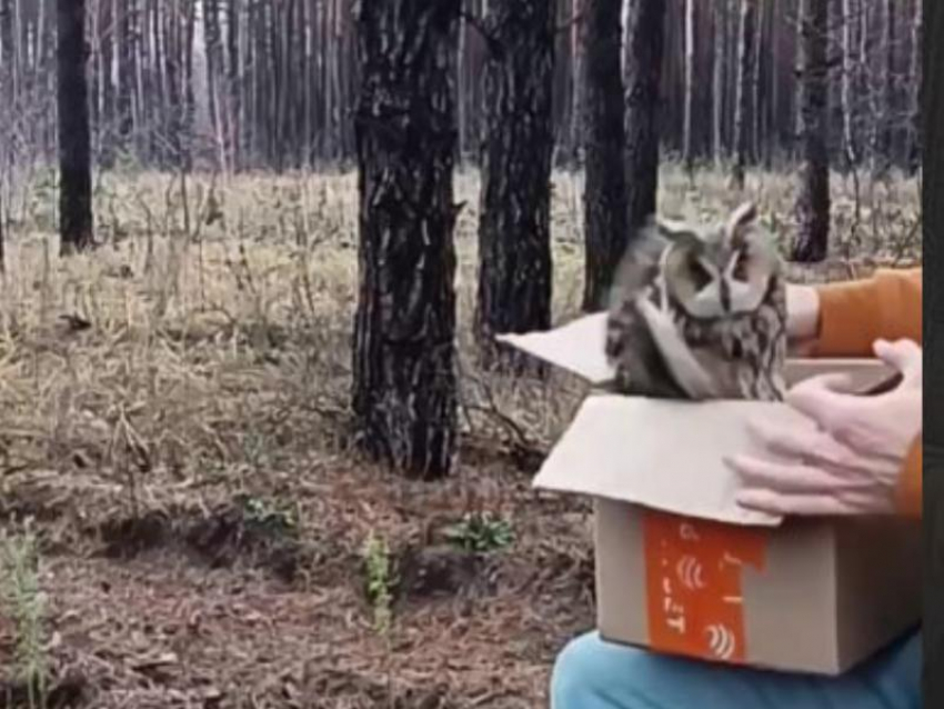 Ушастая пленница вырвалась на свободу в Воронеже