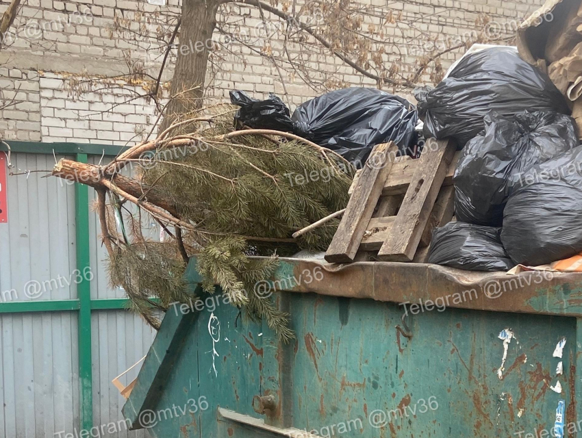 Зима близко: воронежцы заметили у мусорки запоздалую елку