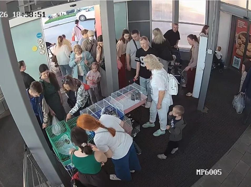 ТРЦ «Московский проспект» объяснили ситуацию с акциями по пристройству животных