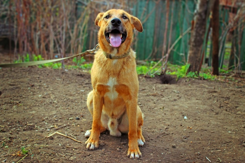 Спасенному от отстрела самому доброму псу в Воронеже ищут любящий дом