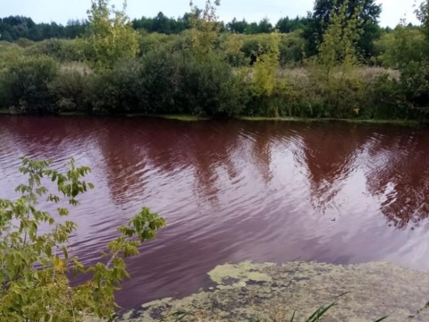 В цвет крови окрасился водоём в Воронежской области