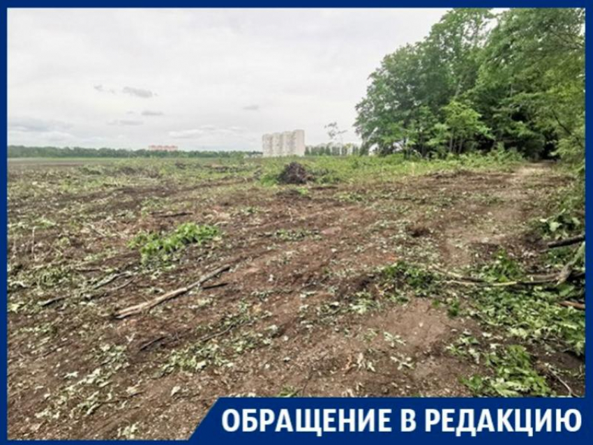 Воронежцы сообщили о массовой вырубке деревьев вблизи Ботанического сада