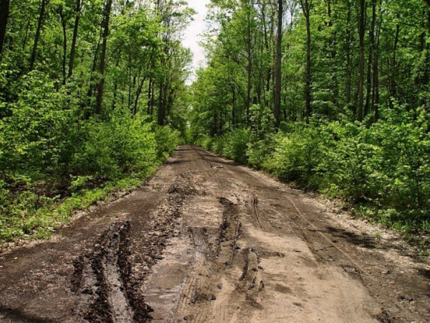 Появится интерактивная карта лесов Воронежской области