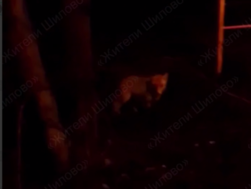 Ушастого гостя заметили в неожиданном месте Воронежа