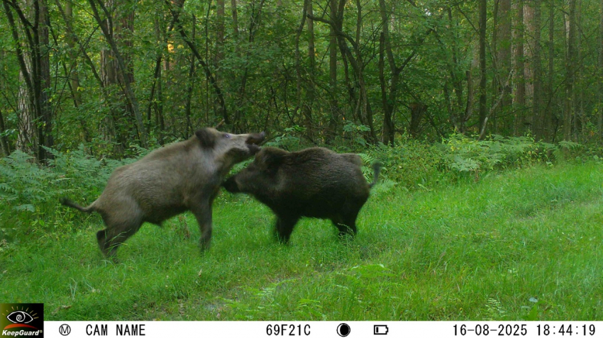 Бегут кабанчики: видео с оживленного звериного перекрестка появилось в Воронежской области