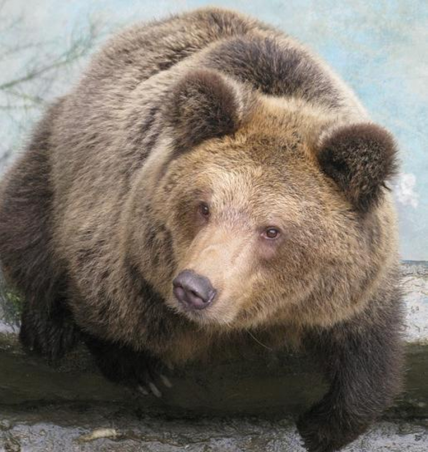 В Воронежской области охранник на стоянке запер полуторагодовалую медведицу в клетку