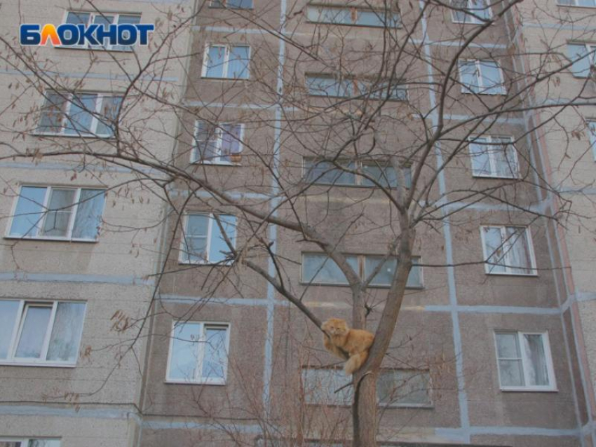 До +19 °C потеплеет в середине недели в Воронежской области