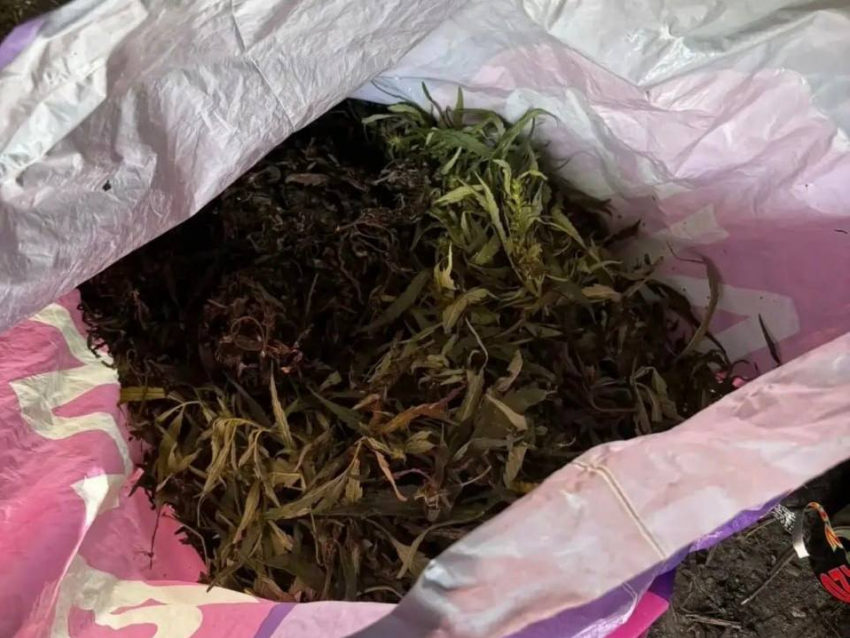 Заготовки на зиму: в Панинском районе у мужчины нашли 812 граммов марихуаны