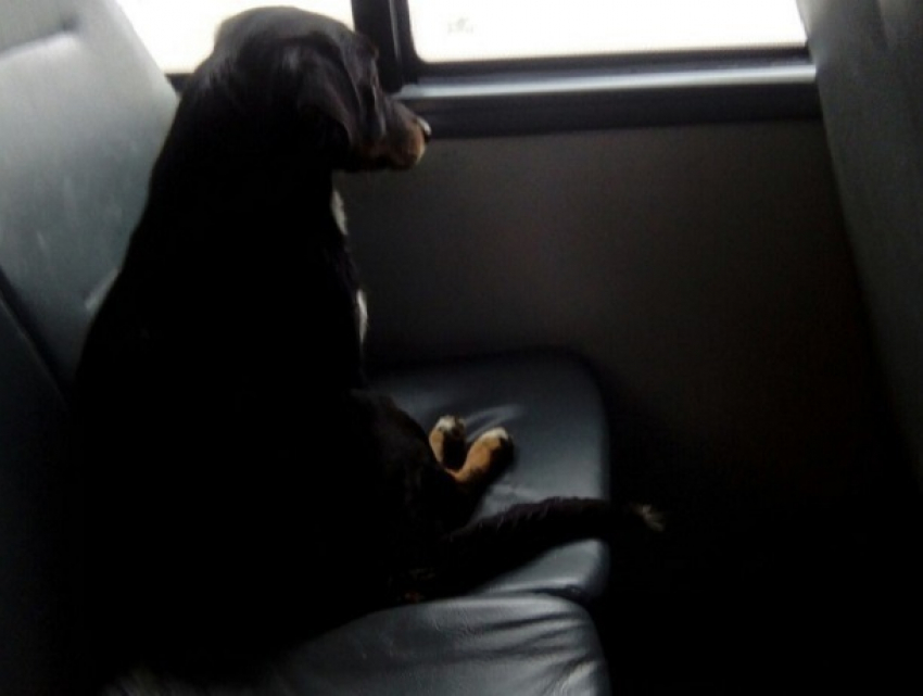 В Воронеже бездомная собака проехалась в маршрутке, грустно поглядывая в окно