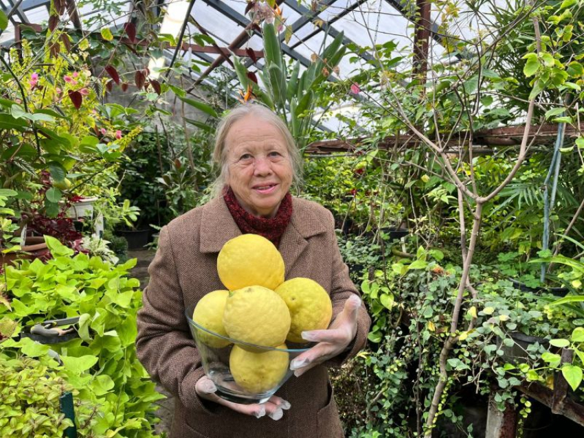 Лимоны колоссальных размеров вырастила агроном в Ботаническом саду Воронежа