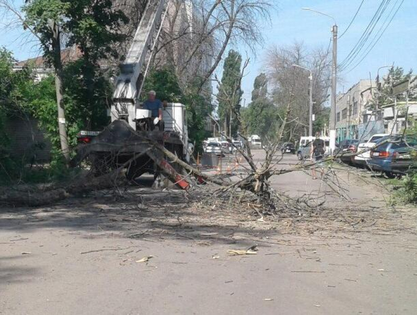 Воронежские автомобилисты жалуются на опасную опилку деревьев