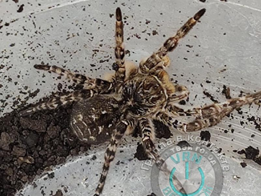 Народные новости: копали картошку — выкопали тарантула (фото)