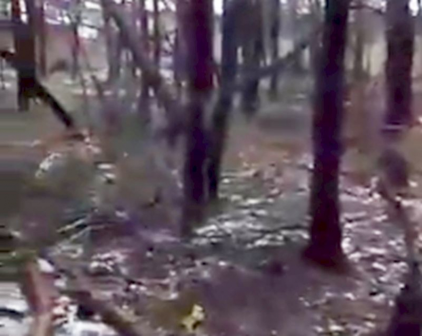 Воронежец снял на видео шокирующий лес на Машмете