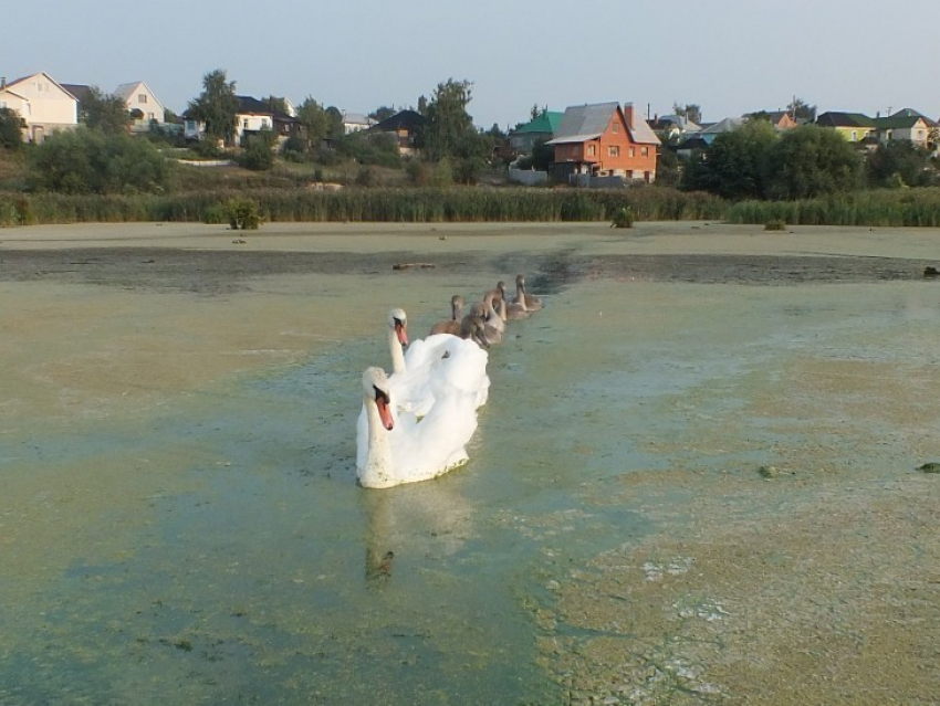 Как из-за маленькой речки рассорились чиновники и жители Масловки (ВИДЕО)