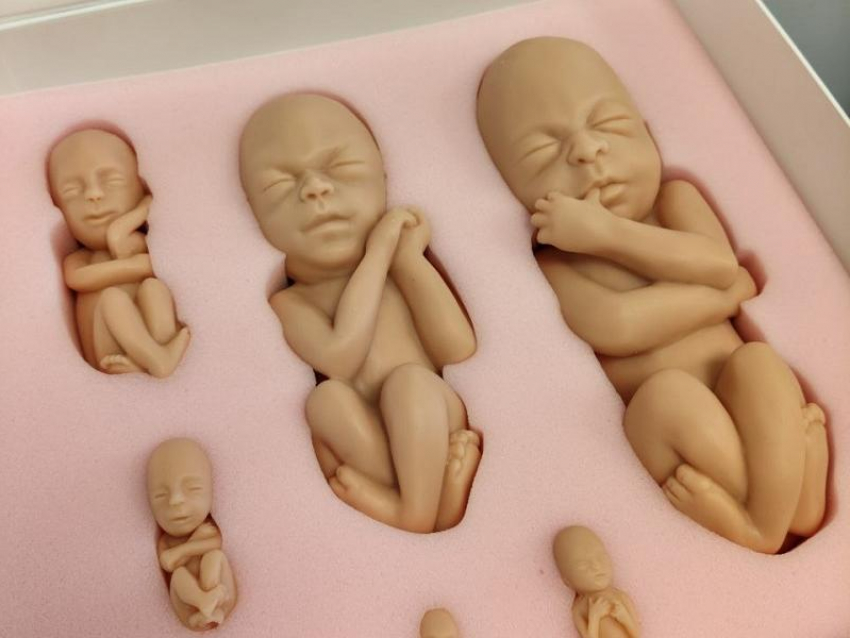 Муляжи эмбрионов распределят между воронежскими женскими консультациями 