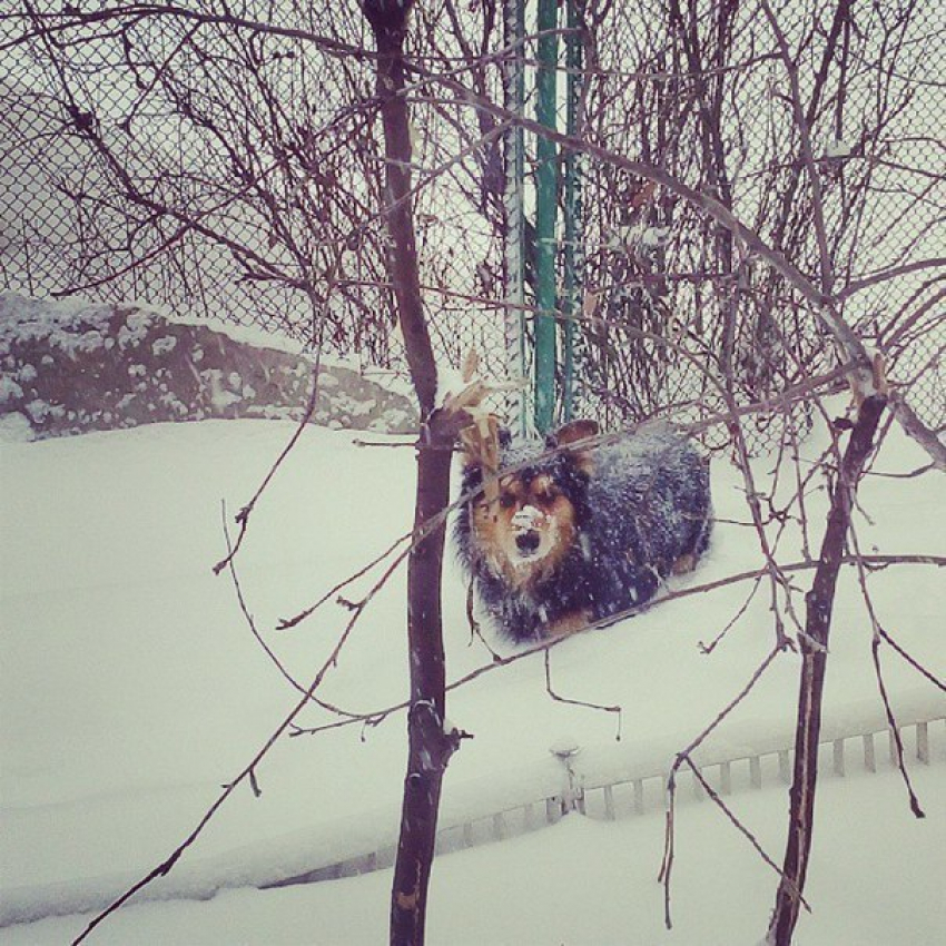 Воронеж замело: коммунальщики ликвидируют последствия снегопада 