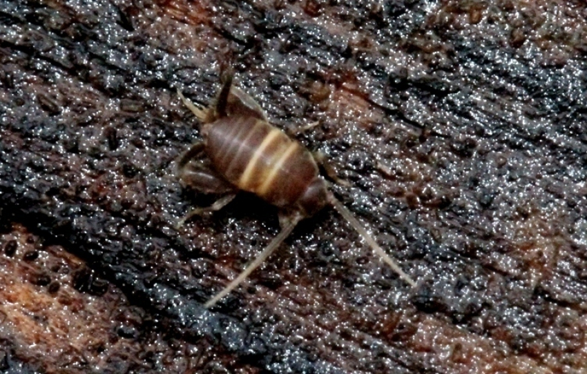 В Воронежском заповеднике обнаружен уникальный сверчок, который дружит с муравьями