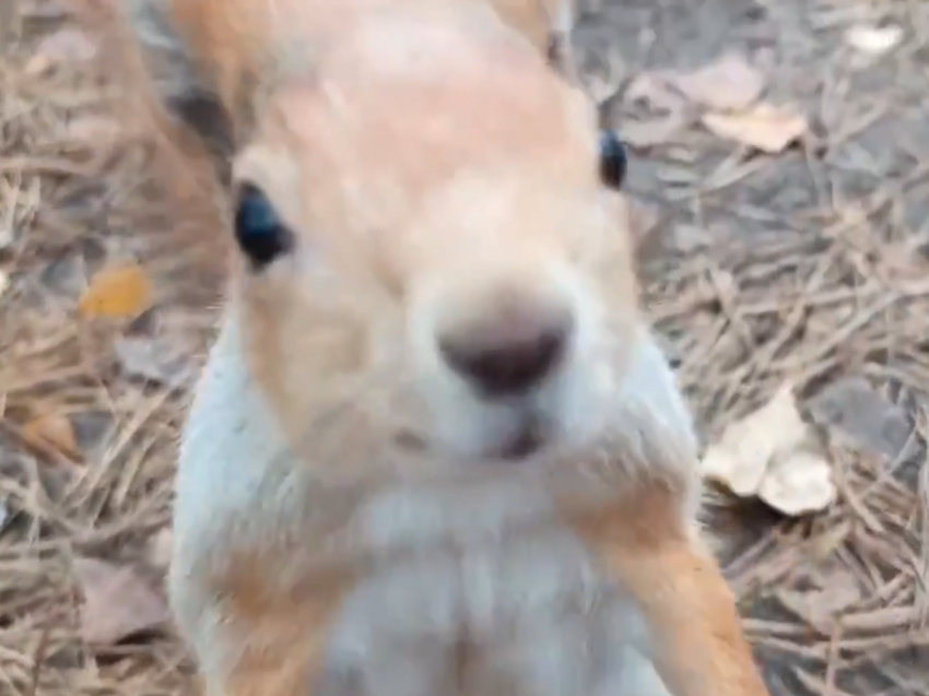 Не зверьё, а диво: белки из «Танаиса» очаровывают людей 