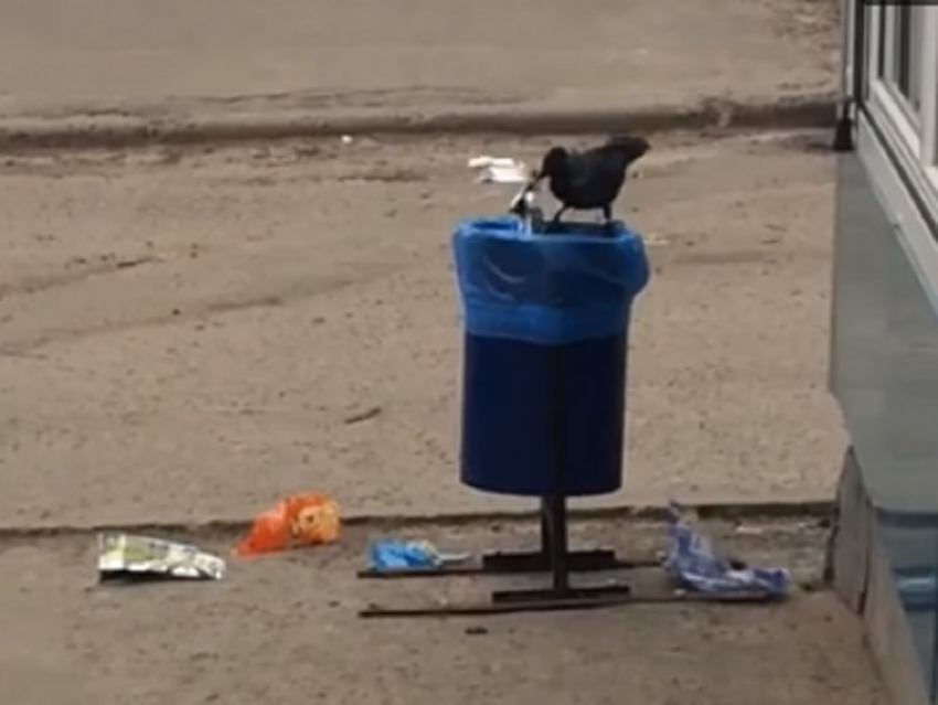 Ворона-хулиганка, разбрасывающая мусор в Воронеже, попала на видео