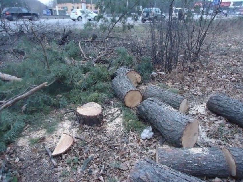 В Воронеже на Московском проспекте незаконно спилили более 30 деревьев 