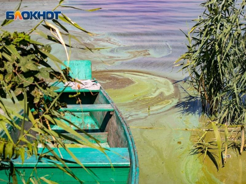 Воронежские экологи назвали причину озеленения водохранилища 