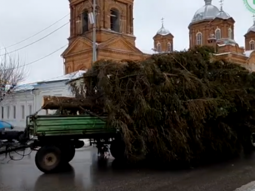 Елочка вам нравится? Селянин преподнес щедрый дар воронежскому району