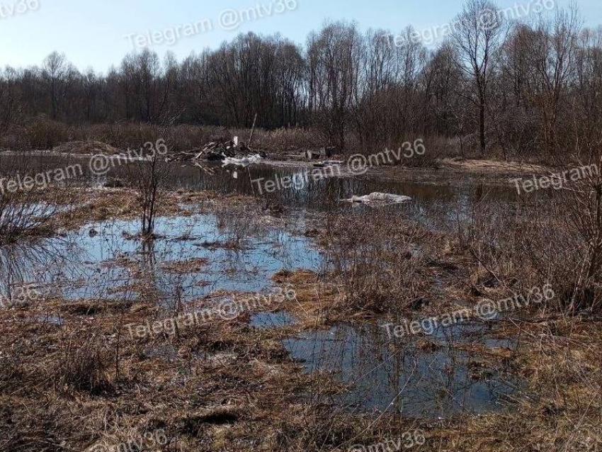 Вывалили мусор прямо в реку: под Воронежем ищут тех, кто устроил свалку в Усмани
