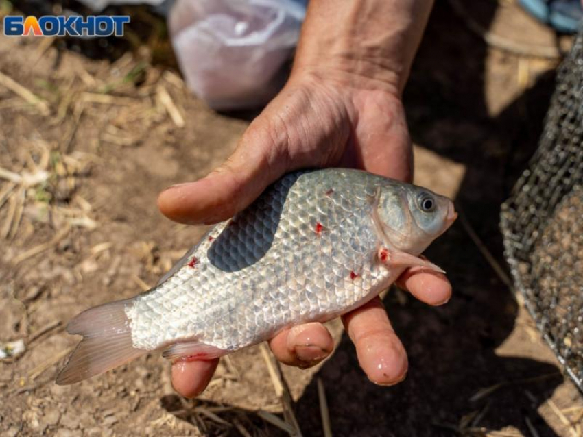 Запрет на рыбалку в Воронежском водохранилище введен до начала лета
