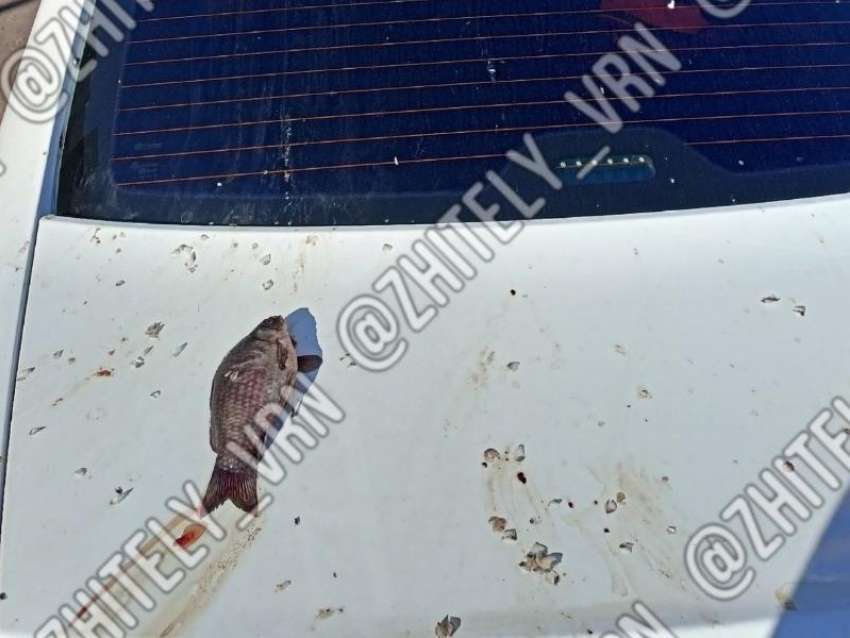 Рыбный дождь разбил авто в воронежском ЖК